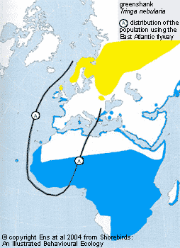 Map of the Greenshank Migration Route, © Ens et al 2004 from Shorebirds: An illustrated Behavioural Ecology