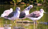 Picture of four Greenshanks wading