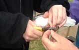 Picture of someone colour-ringing a Greenshank