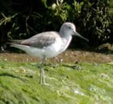 Picture of a Greenshank on the shoreline