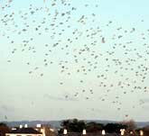 Picture of a flock of birds flying above Chichester Harbour