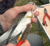 Picture of a person attaching coloured rings to a Greenshank