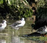 Picture of a group of Greenshanks on the shore